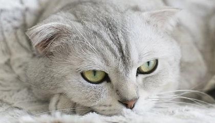 嘉善2026年最新北京商务伴游经纪招聘渠道分享(最方便真实的嘉善北京爱特博旅运服务有限责任公司招聘方法)