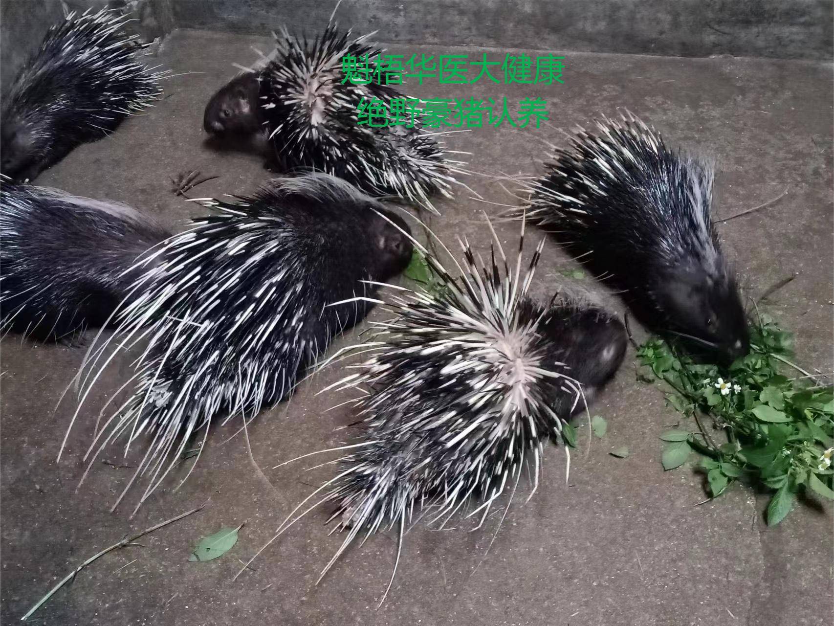 最新豪猪回收商家方法分析(最方便真实的嘉善豪猪卖去什么地方方法)